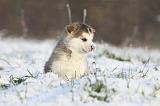 ALASKAN MALAMUTE 305